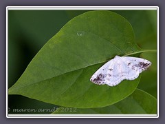 Schattenbinden Weissspanner - Lomographa Temerata