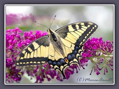 Schwalbenschwanz - Papilio machaon