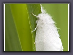 Schwan - Euproctis Similis