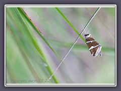 Silberstrich Eulchen - Eustrotia olivana