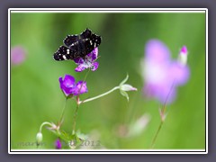 Sommerlandkärtchen im Sommer