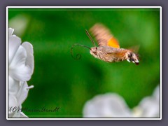 Taubenschwänzchen im Flug - Macroglossum stellatarum