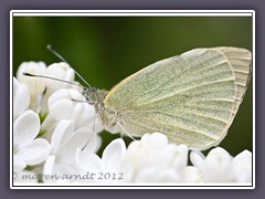 Tintenfleckweissling - Leptidea sinapis