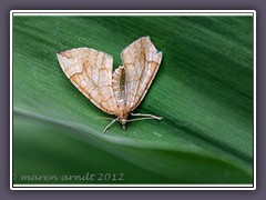 Veränderlicher Haarbüschelspanner - Eulithis populata