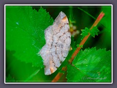 Violettgrauer Eckflügelspanner - Macaria liturata