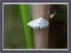 Wasserlinsenzünsler - Cataclysta Lemnata