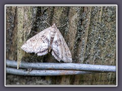 Wasserlinsenzünsler - Cataclysta lemnata - Weibchen