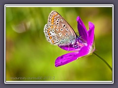 Weibchen des Geissklee  Bläuling - Plebejus argus