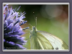 Weissling im Licht