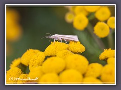 Weißstreifiger Feuchtwiesen Graszünsler - Agriphila selasella