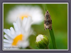 Wickler  Blattroller - Celypha lacunana