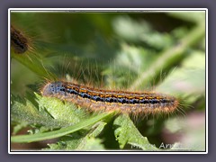 Wolfsmilch Ringelspinner - Malacosoma castrensis