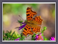 Wunderschöner C Falter - Polygonia c-album