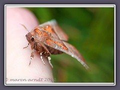 Zackeneule - Scoliopteryx libatrix