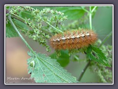 Zimtbärraupe - Phragmatobia fuliginosa