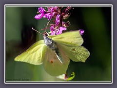 Zitronenfalter mit geöffneten Flügeln