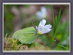 Zitronenfalter---Gonepteryx-rhamni