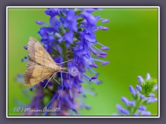 Zünsler - Evergestis limbata