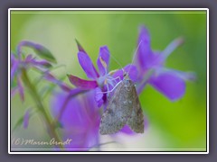 Zünsler - Udea prunalis Crambidae