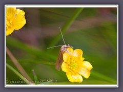 Zünsler Agriphila tristella