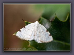 Zweifleck-Weissspanner - Lomographa Bimaculata