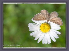 Zwerg-Blütenspannner - Eupithecia pygmaeata