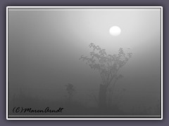 Sonnenlicht im Nebel