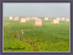 Erntezeit - Reiher auf der Lauer