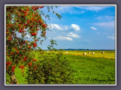 Erntezeit - rote Beeren und Heuballen