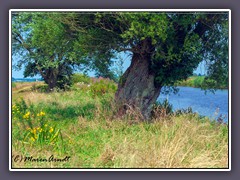 Hammefeeling - die alte Weide am Fluss