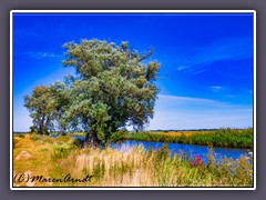 Hammefeeling - mein Freund der Baum