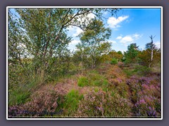 Heide - Hamberger Moor