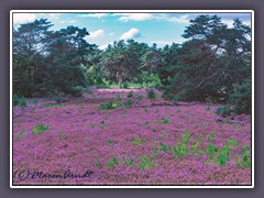 Heide - im Springmoor