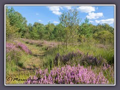 Heide - Niedersandhauser Moor