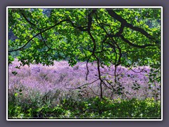 Heide - Springmoor in Magenta