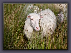 Landwirtschaft - Heidschnucken