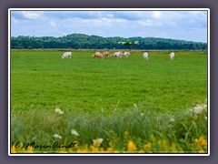 Landwirtschaft - Sommerkulisse vor dem Weyerberg