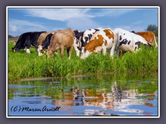 Landwirtschaft - Sommerweide