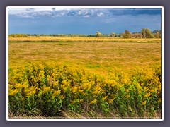 Sommerwiesen - bald kommt der Herbst