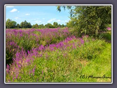 Sommerwiesen - Blutweiderich