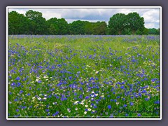 Sommerwiesen - in blau und weiss