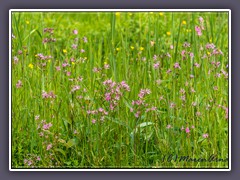 Sommerwiesen - Kuckuckslichtnelken