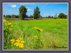 Sommerwiesen - Natur