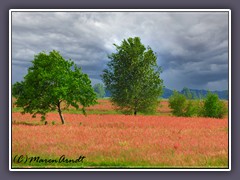 Sommerwiesen - Sauerampfer