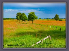 Sommerwiesen - Sauerampferlook