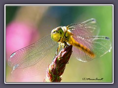 Sommerzeit - Libellenzeit Heidelibelle