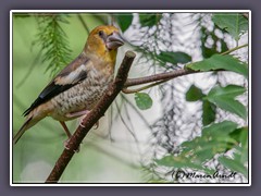 Sommerzeit - Zeit der Jungvögel Kernbeisser