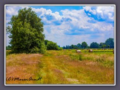 Wege ins Moor - der Herbst naht