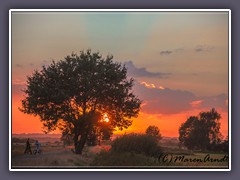 Wege ins Moor - kleine Eiche im Licht