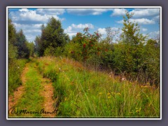 Wege ins Moor - Natur pur